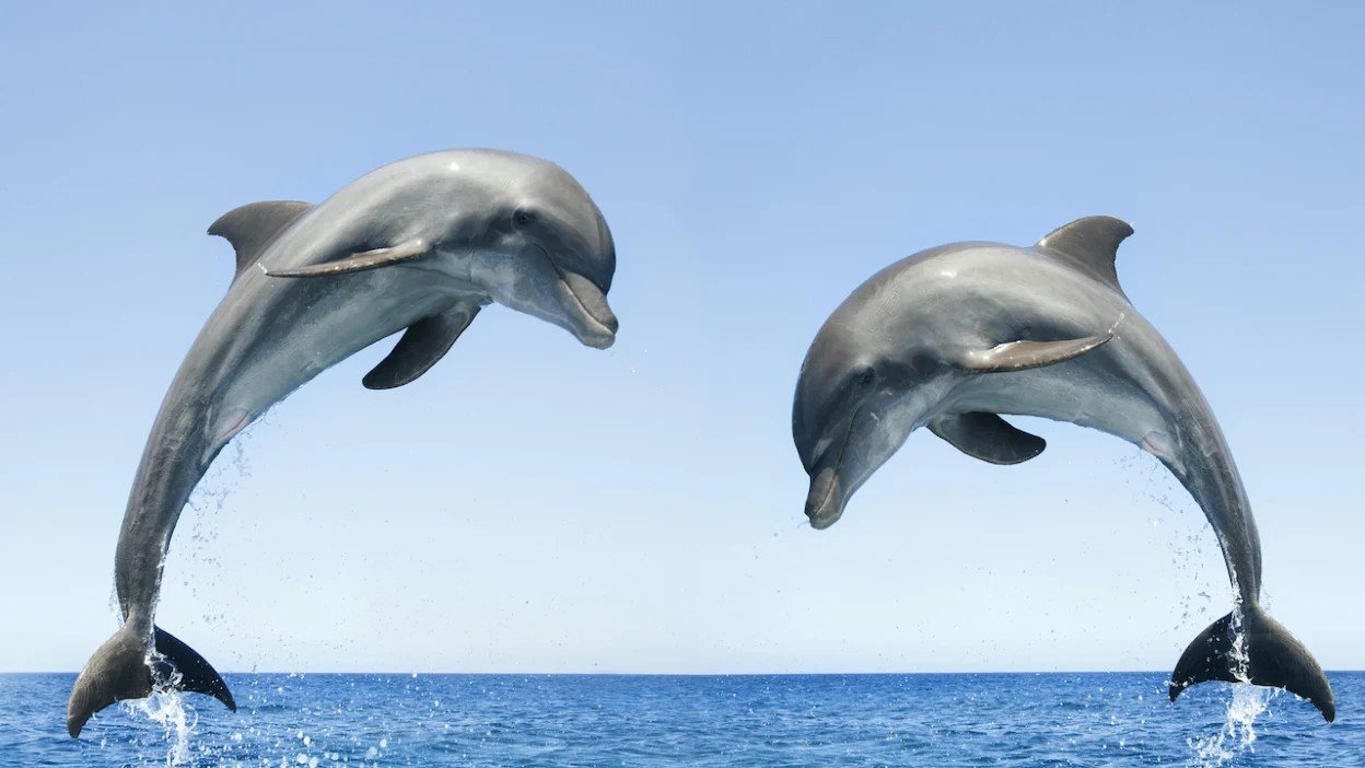 featured-dolphins.jpg