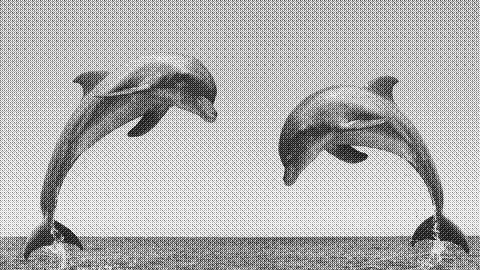 featured-dolphins.jpg